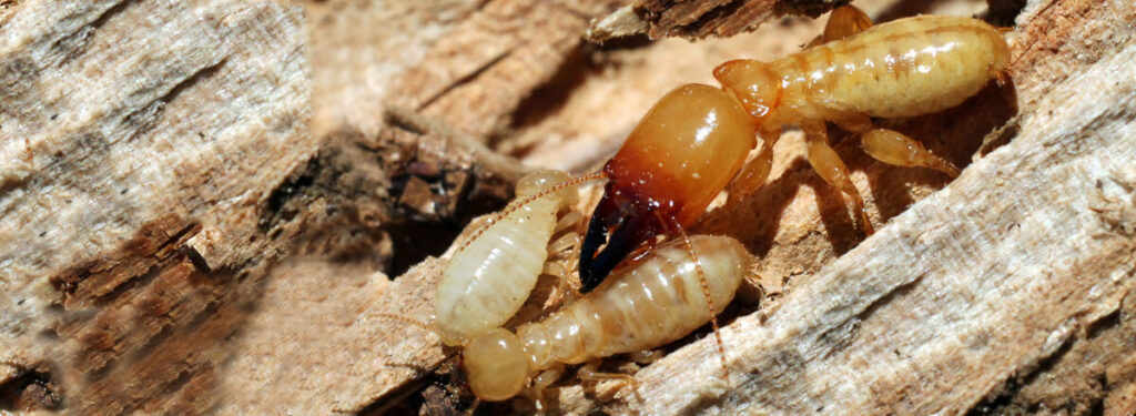 les termites mangent du bois